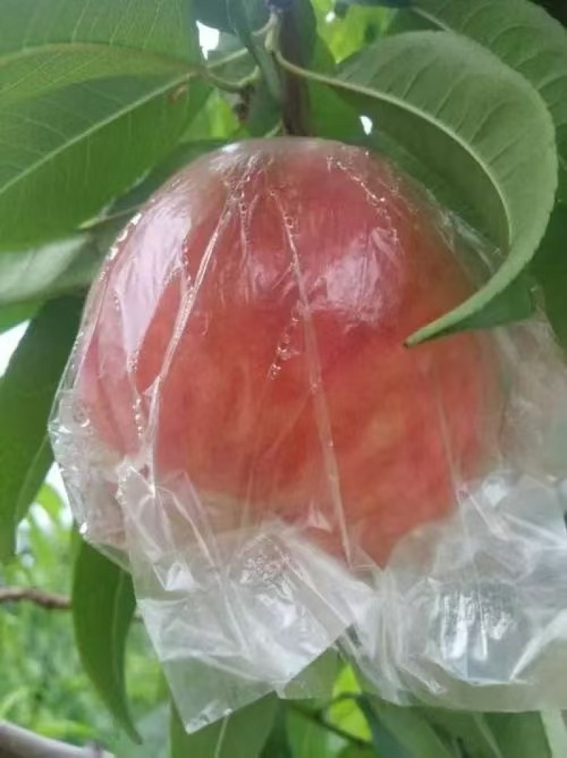 淳化油桃