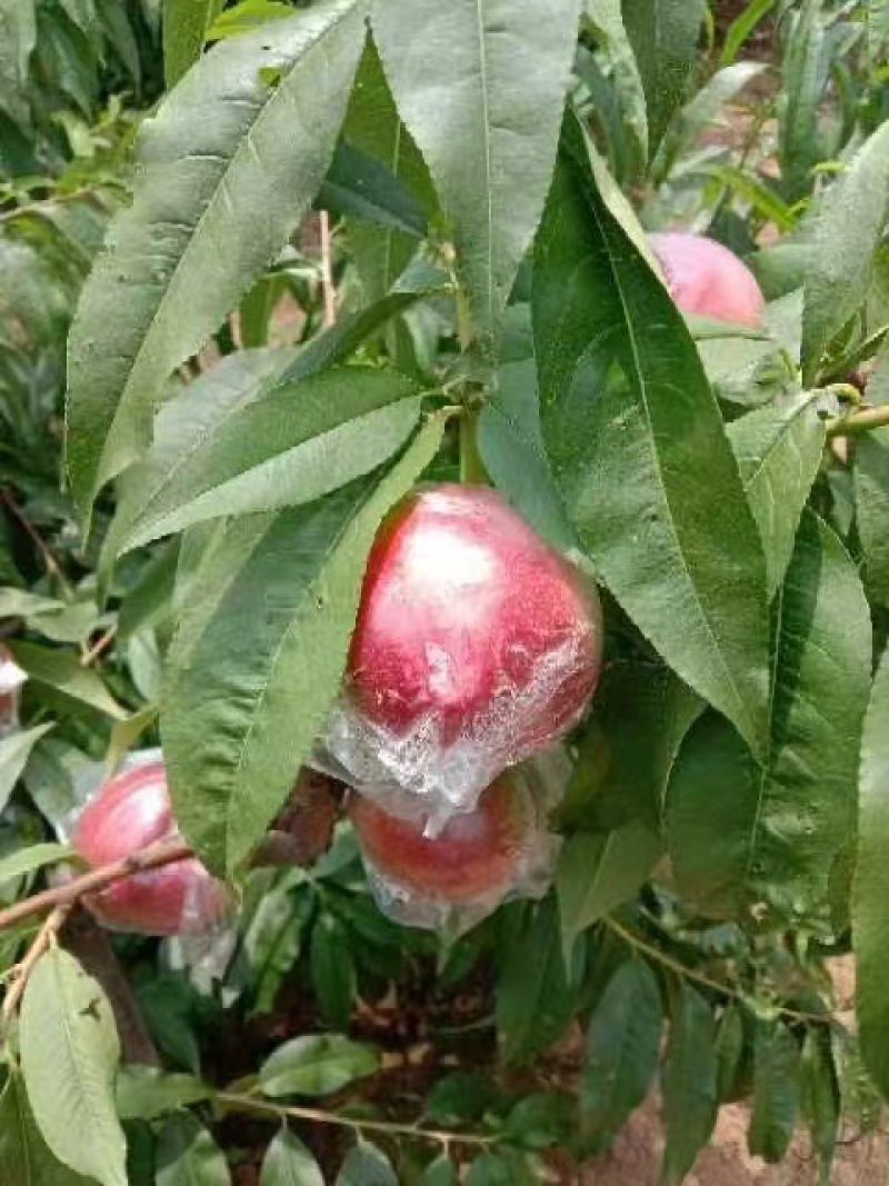淳化油桃