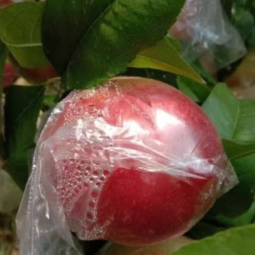 淳化油桃