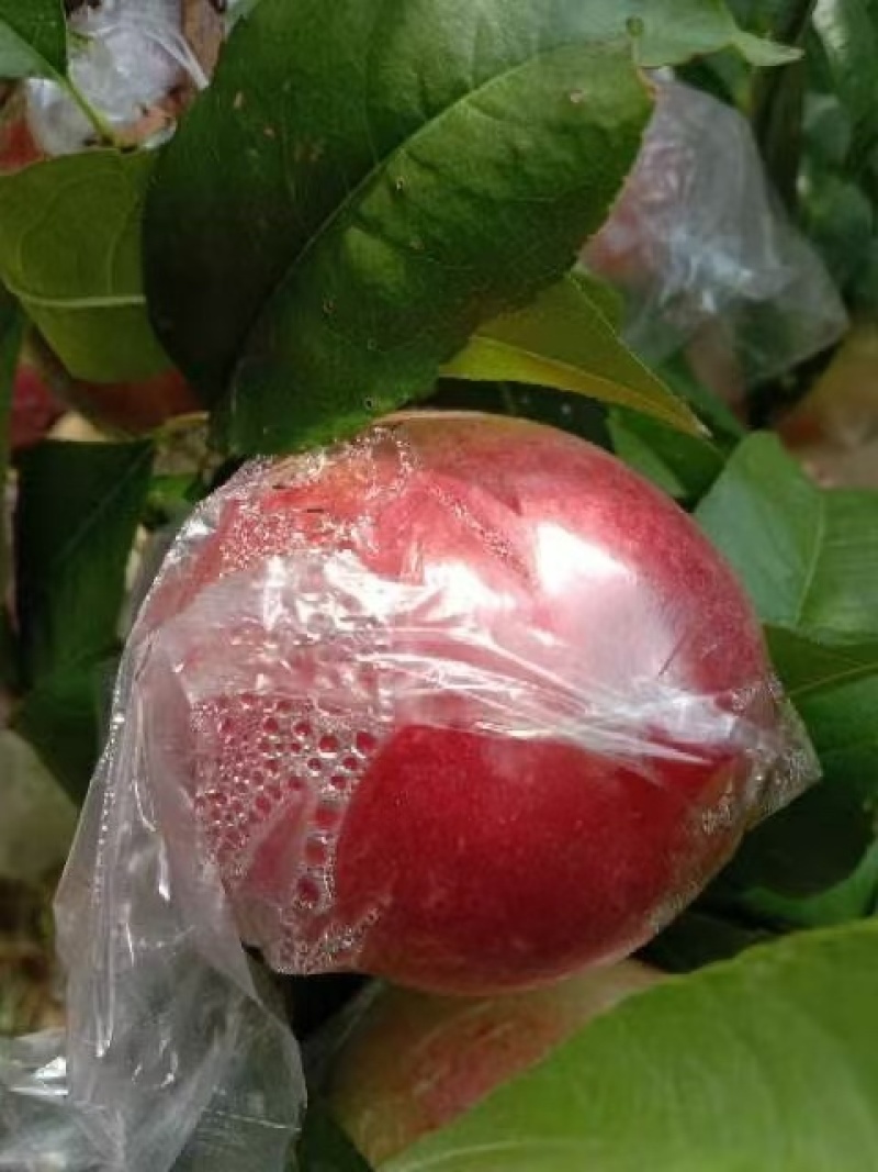 淳化油桃