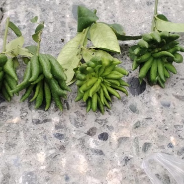 佛手观赏果