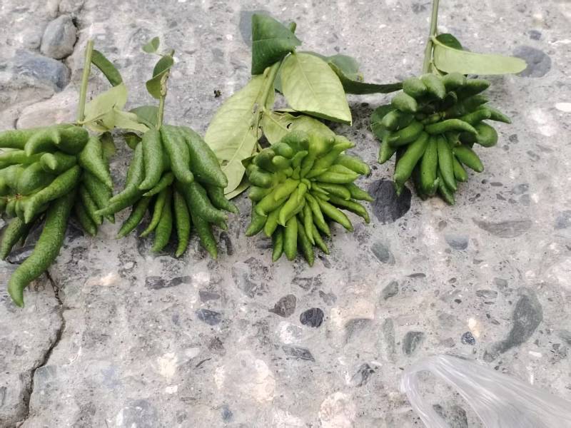 佛手观赏果