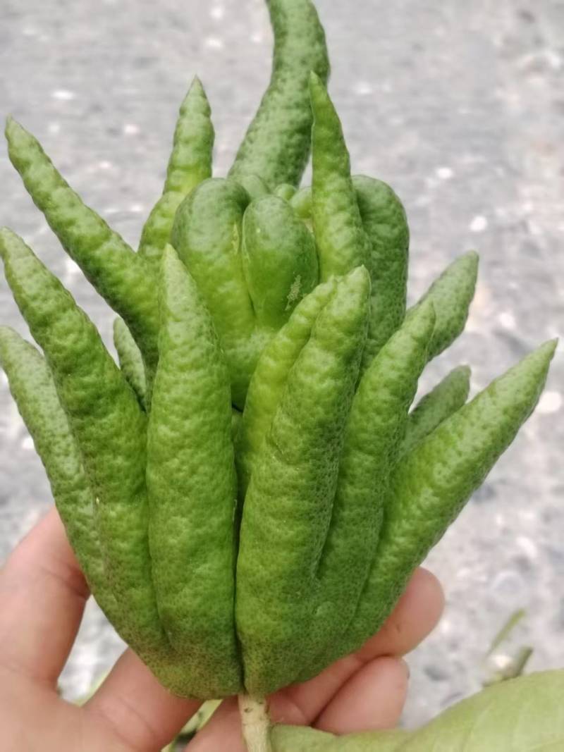 佛手观赏果