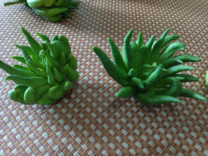 佛手观赏果