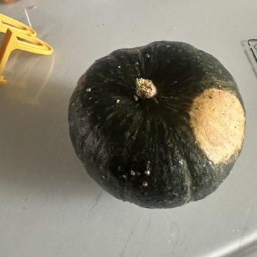 精品贝贝南瓜