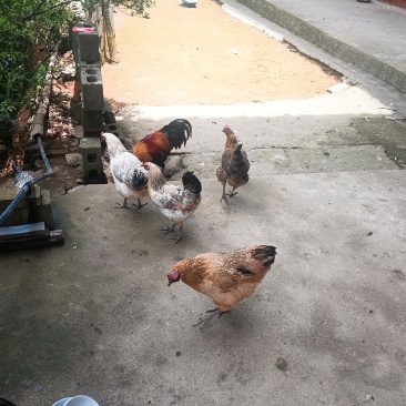正宗本地土鸡
