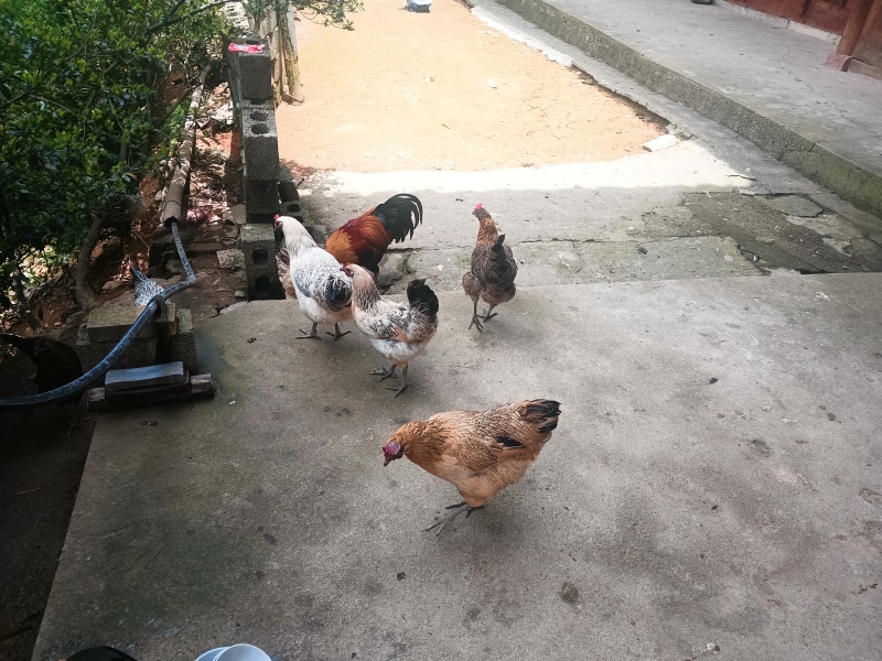 正宗本地土鸡