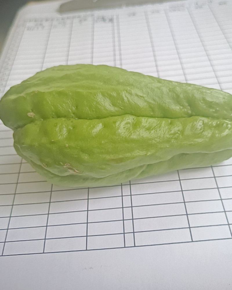 云南佛手瓜