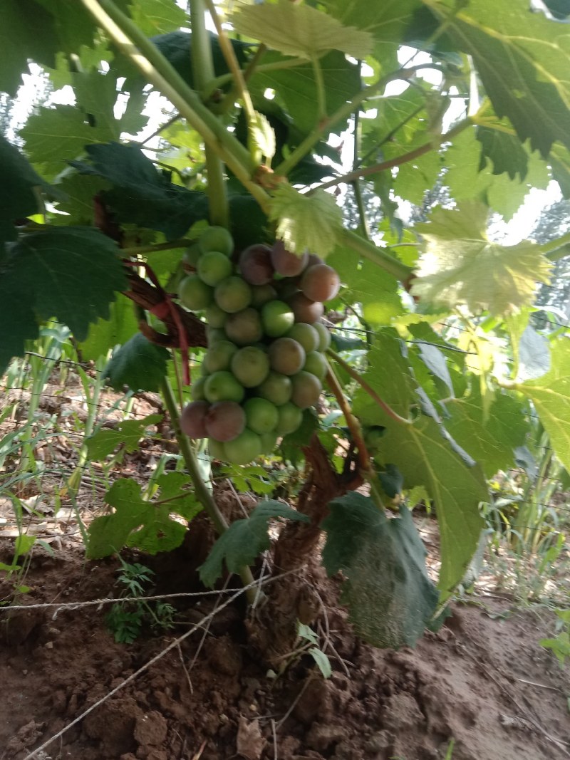 无籽乒乓球罐头果斗萄萄