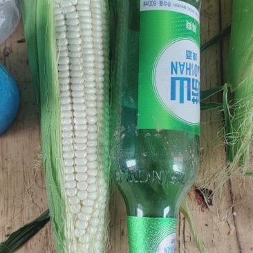 万糯2000糯玉米