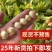 青皮榛子一件代发东北大榛子手扒胡，机器胡全网一件早熟品晚熟品