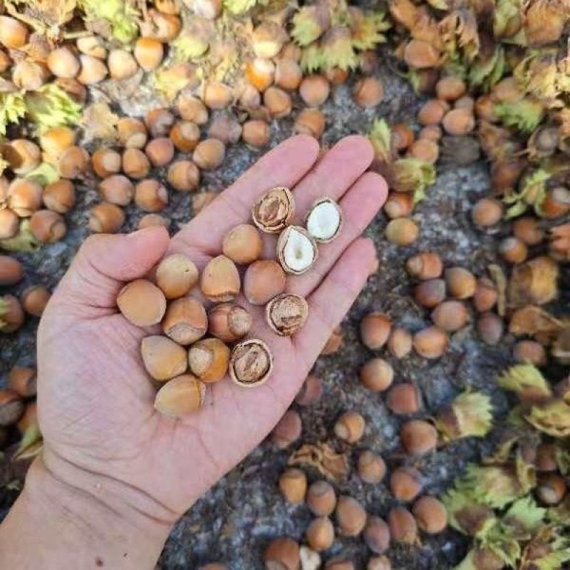 青皮榛子一件代发东北大榛子手扒胡，机器胡全网一件早熟品晚熟品