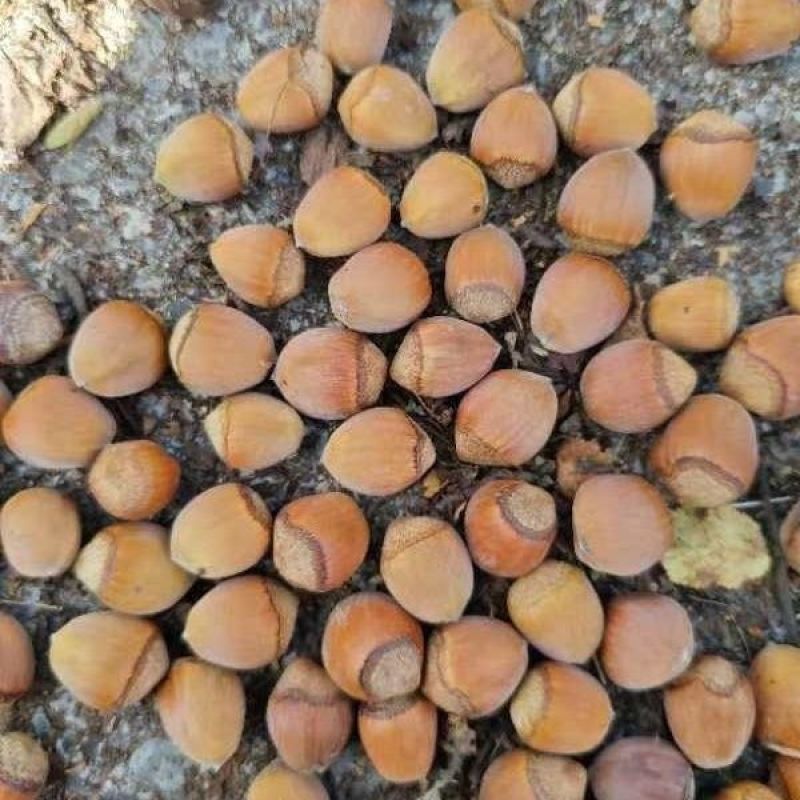 青皮榛子一件代发东北大榛子手扒胡，机器胡全网一件早熟品晚熟品