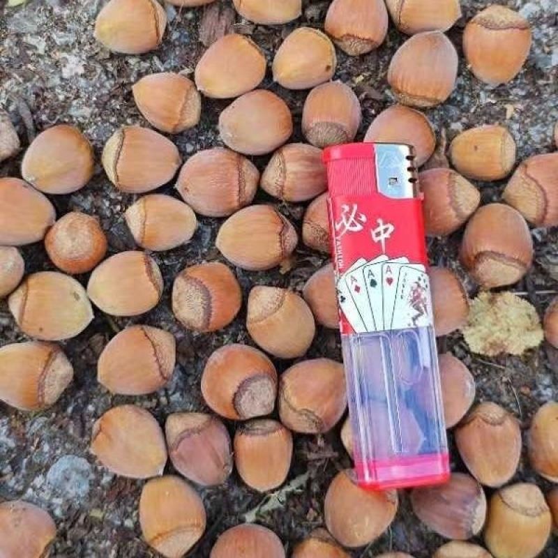 青皮榛子一件代发东北大榛子手扒胡，机器胡全网一件早熟品晚熟品