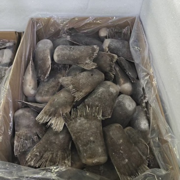 品名：碟鱼尾型号：80+规格：去箱20斤一件。