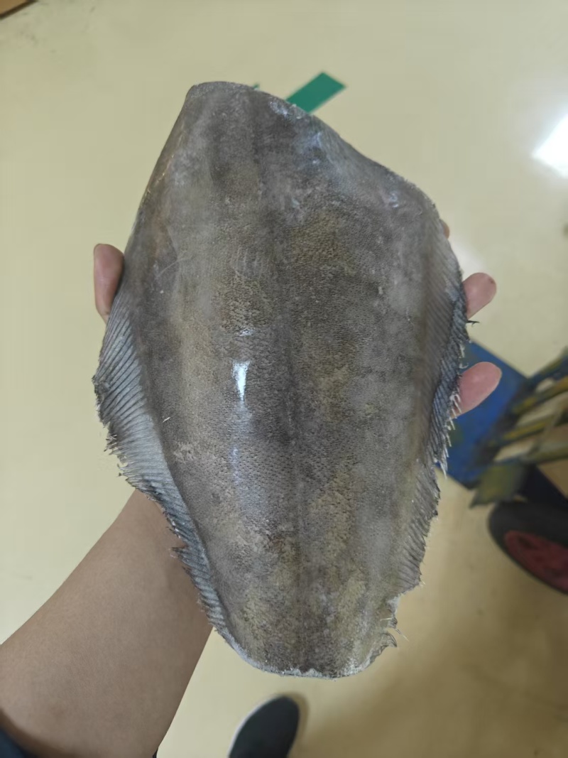 品名：碟鱼身型号：16条和15条两种规格：一箱30斤