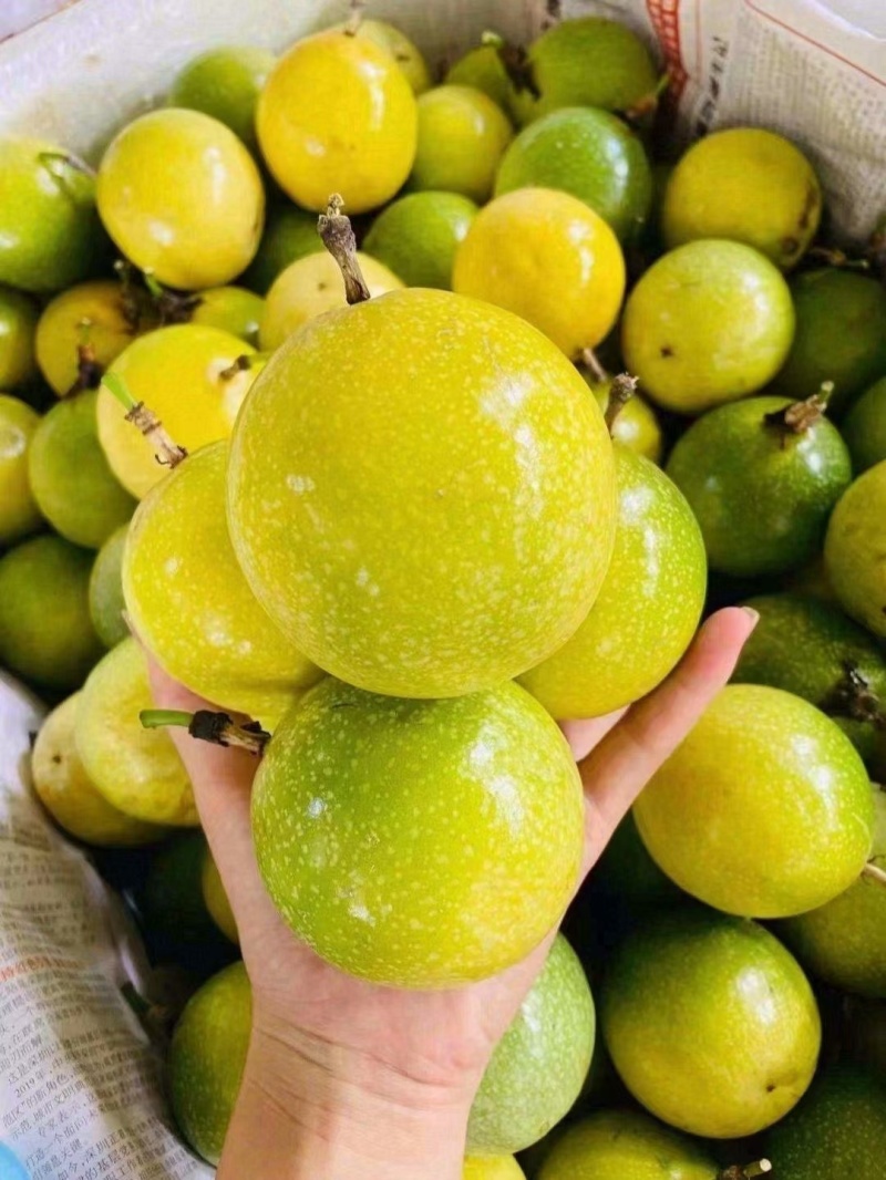 黄金百香果