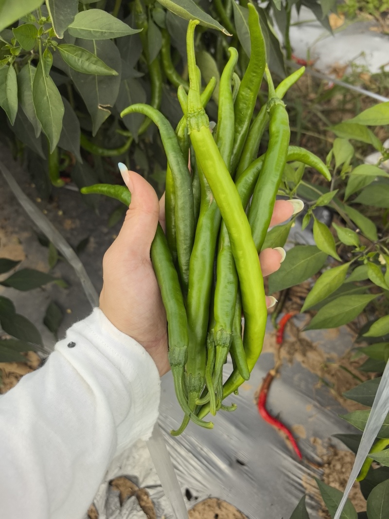 鲜辣椒，当天采摘