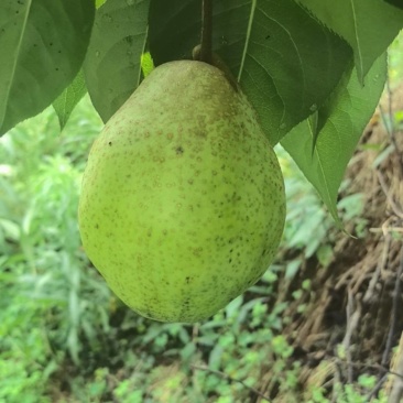 大量出售宜宾清翠梨