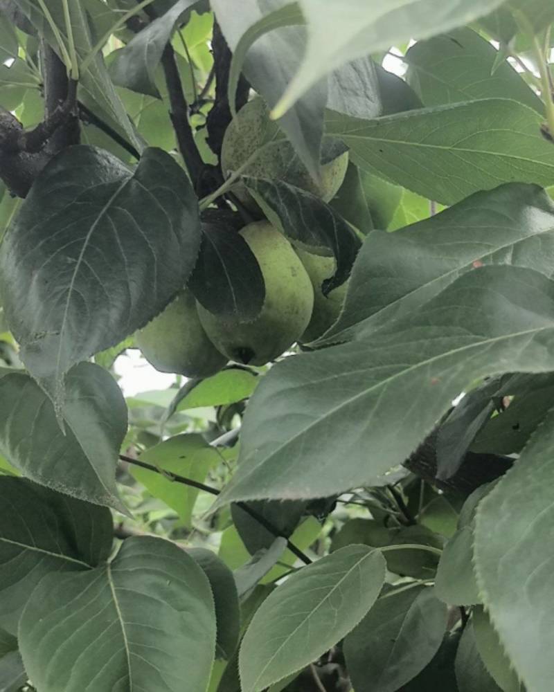 大量出售宜宾清翠梨