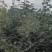 大量出售宜宾清翠梨