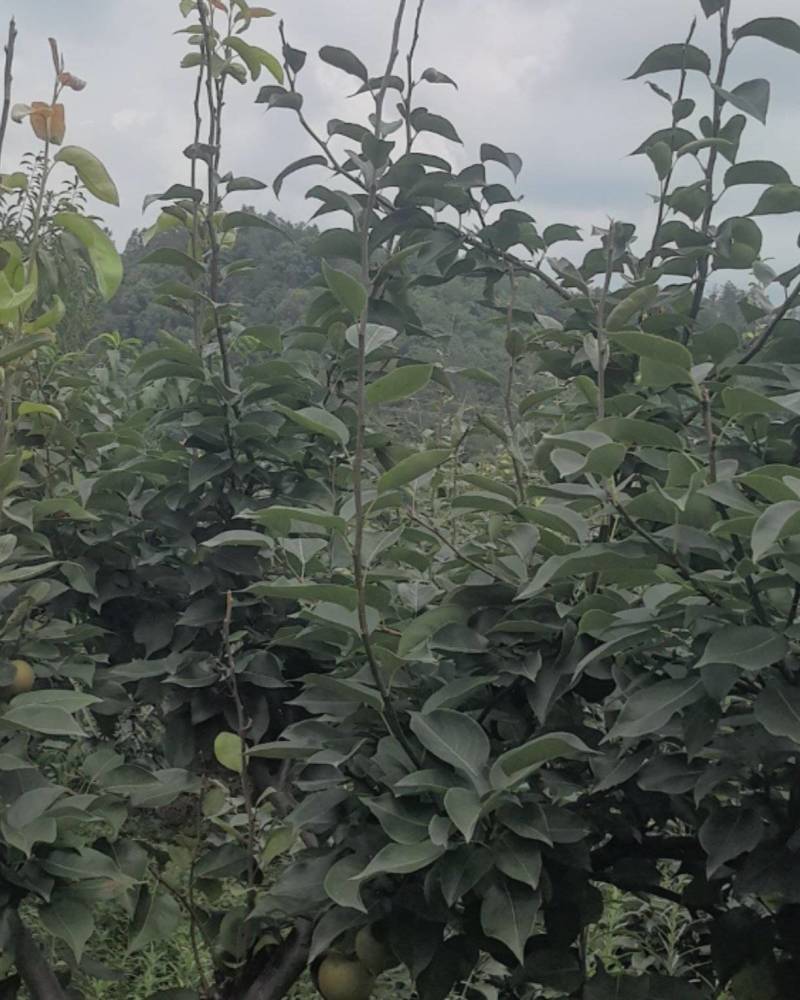 大量出售宜宾清翠梨