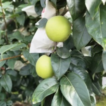 🍐翠冠梨果面干净抹药套袋半斤起