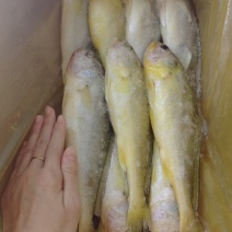 品名：黄花鱼规格：一条250克左右一箱10条，板冻。