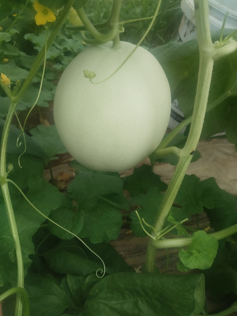 玉菇甜瓜二斤到五斤