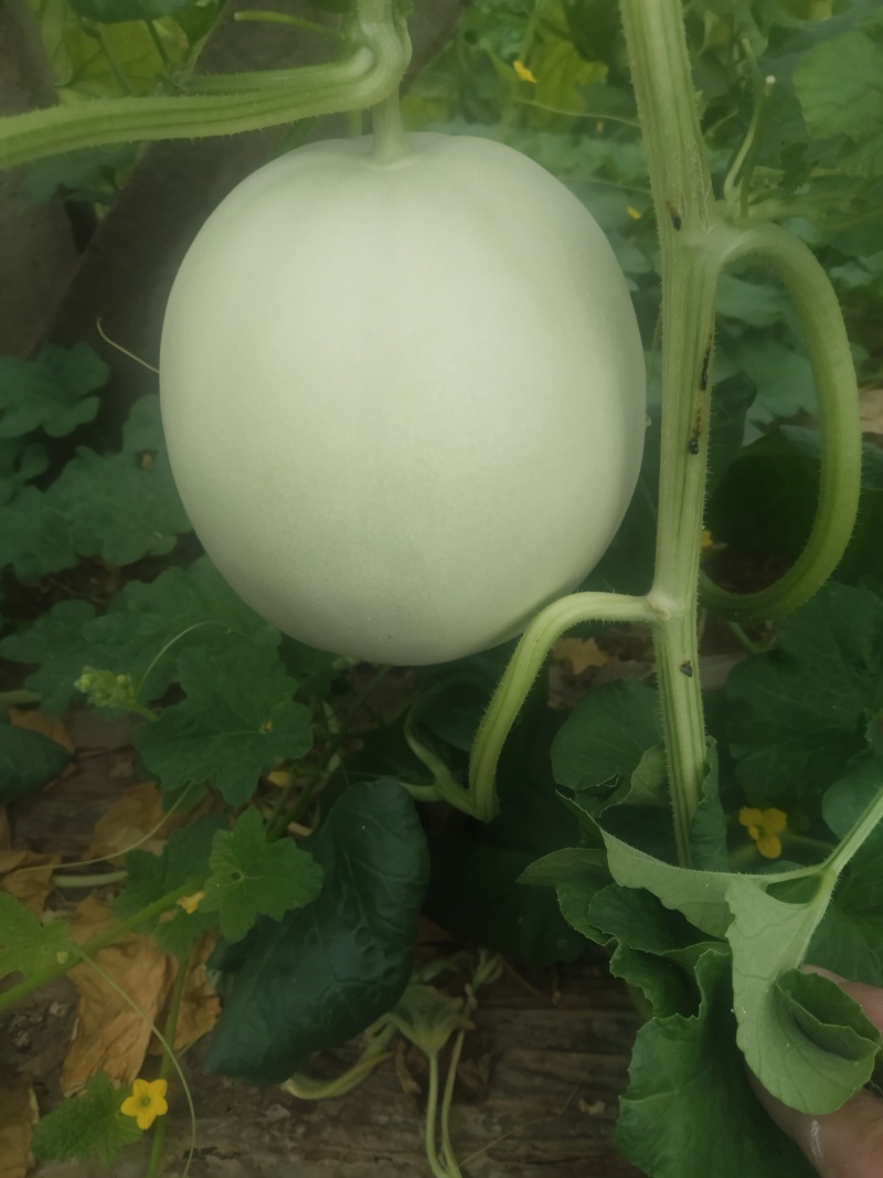 玉菇甜瓜二斤到五斤