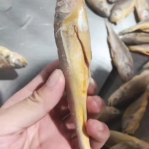小黄花鱼一箱十斤，一箱120条以内开堂去肠去腮去鳞
