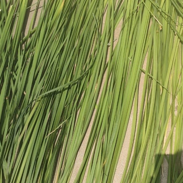 蒲草