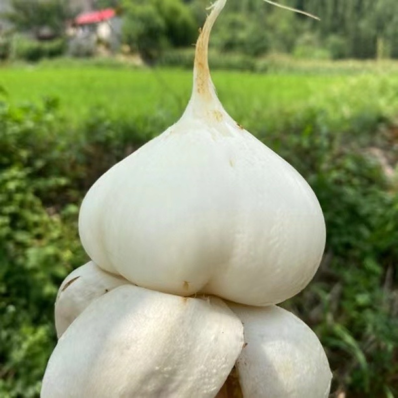 贵州凉薯