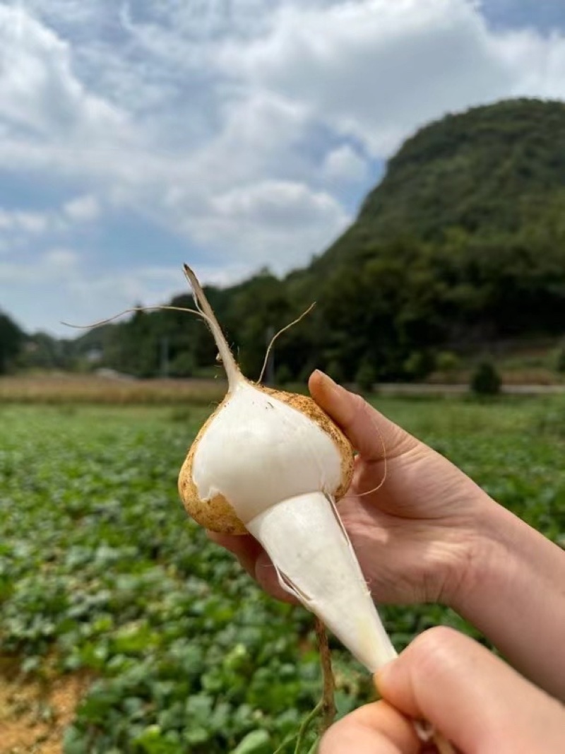 贵州凉薯
