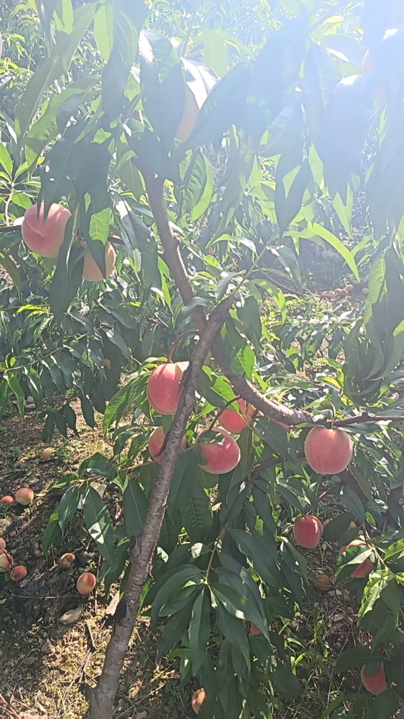 百花桃