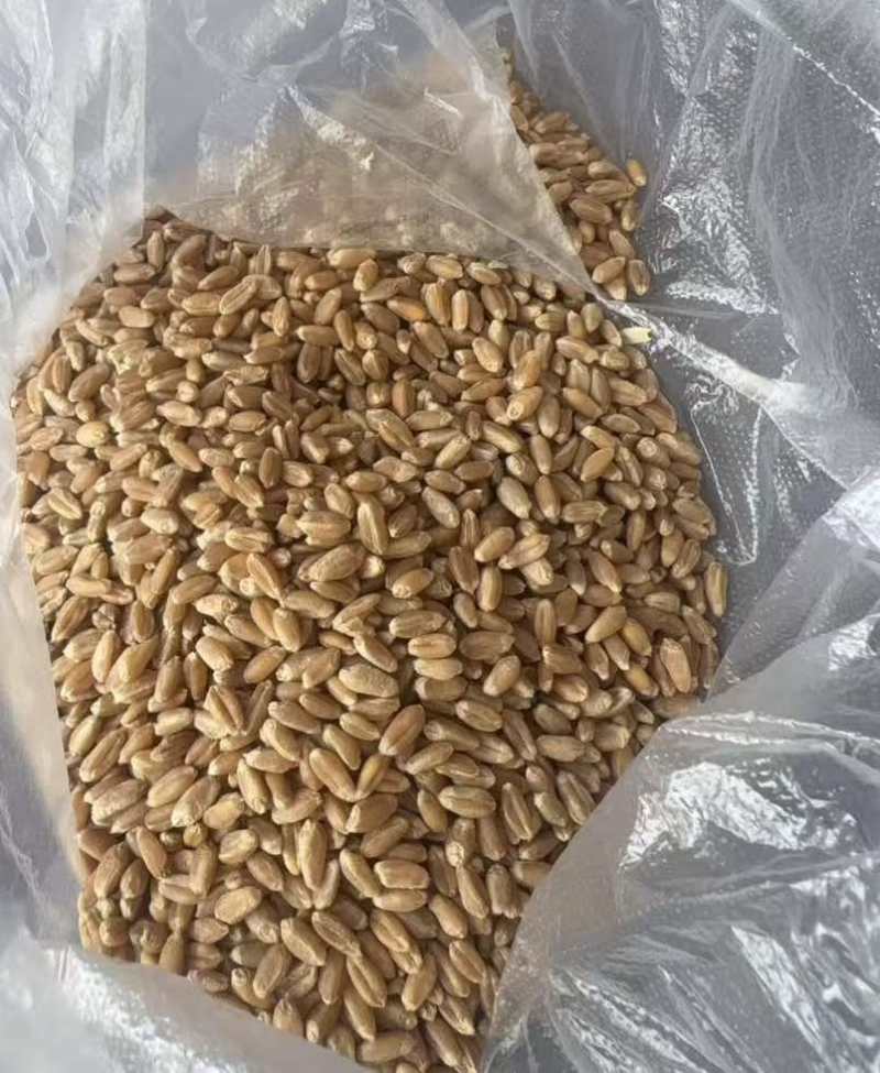 小麦(进口)哈萨克斯坦