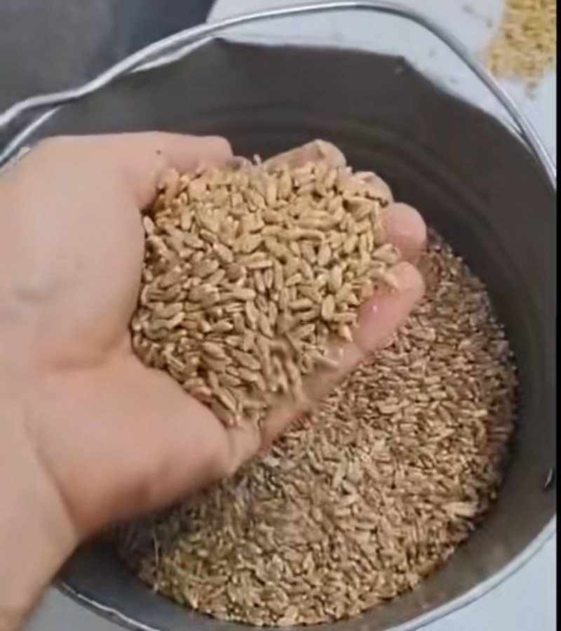 小麦(进口)哈萨克斯坦