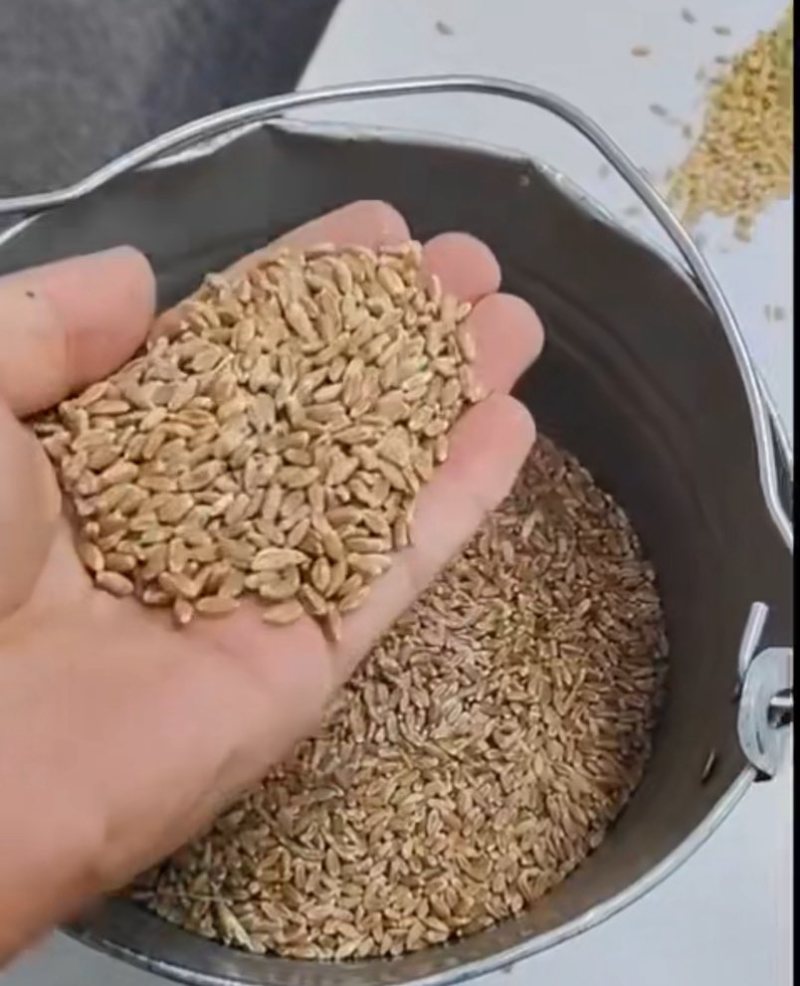 小麦(进口)哈萨克斯坦