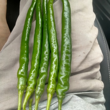 7号辣椒