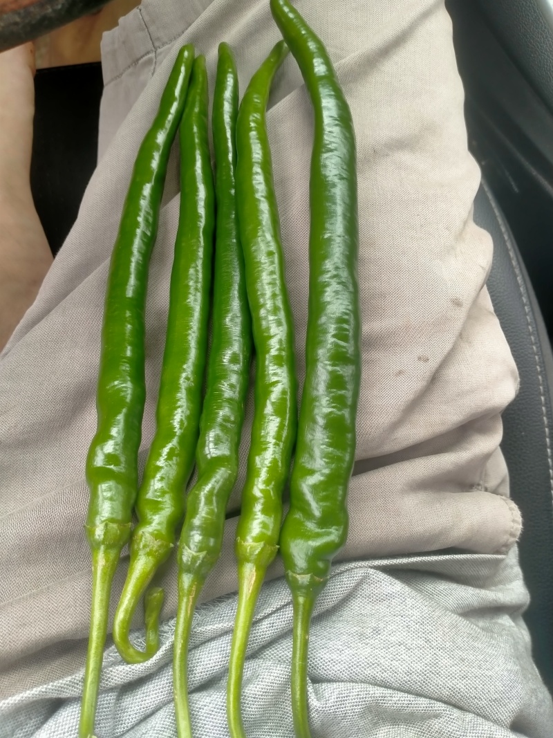 7号辣椒