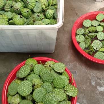 莲子米，老莲子可以电话联系***********