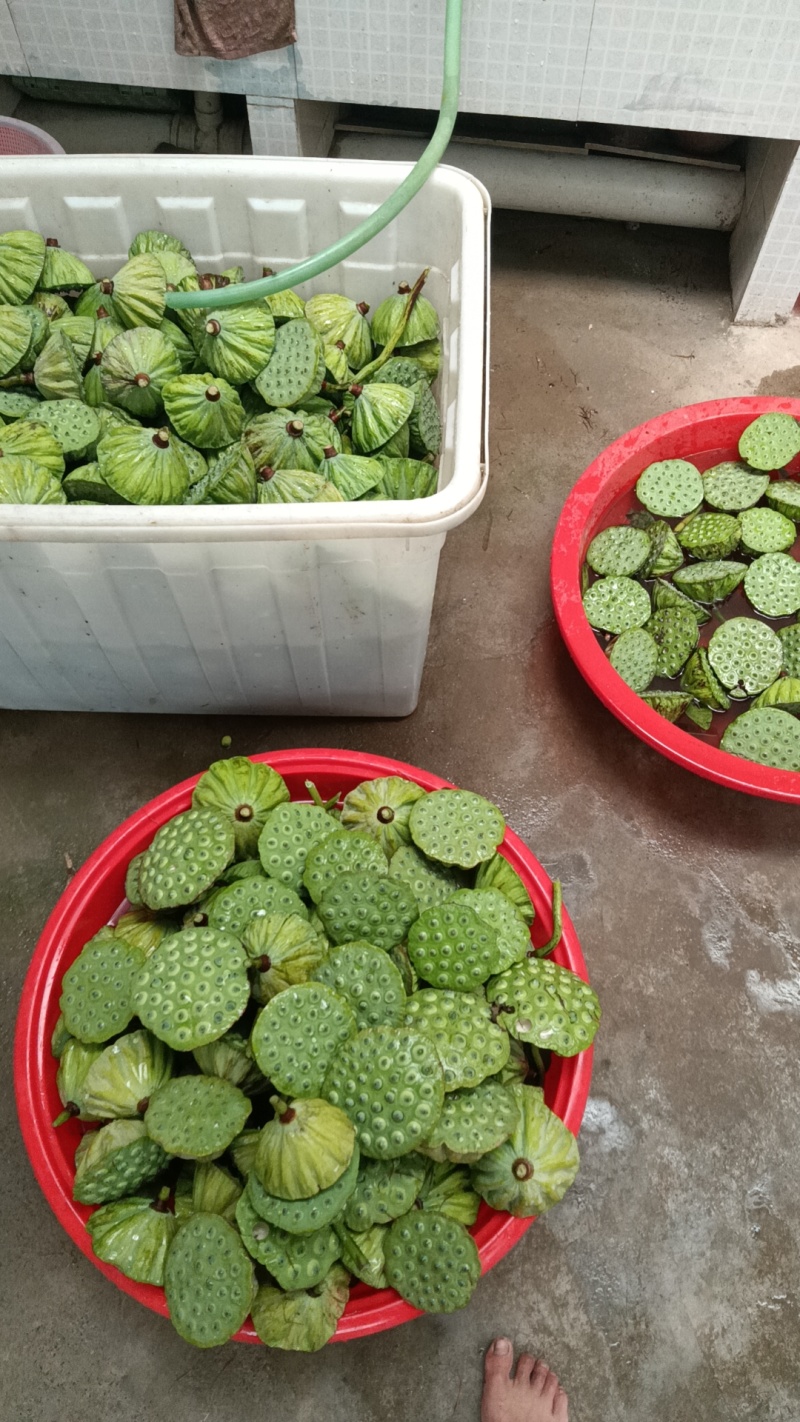 莲子米，老莲子可以电话联系***********