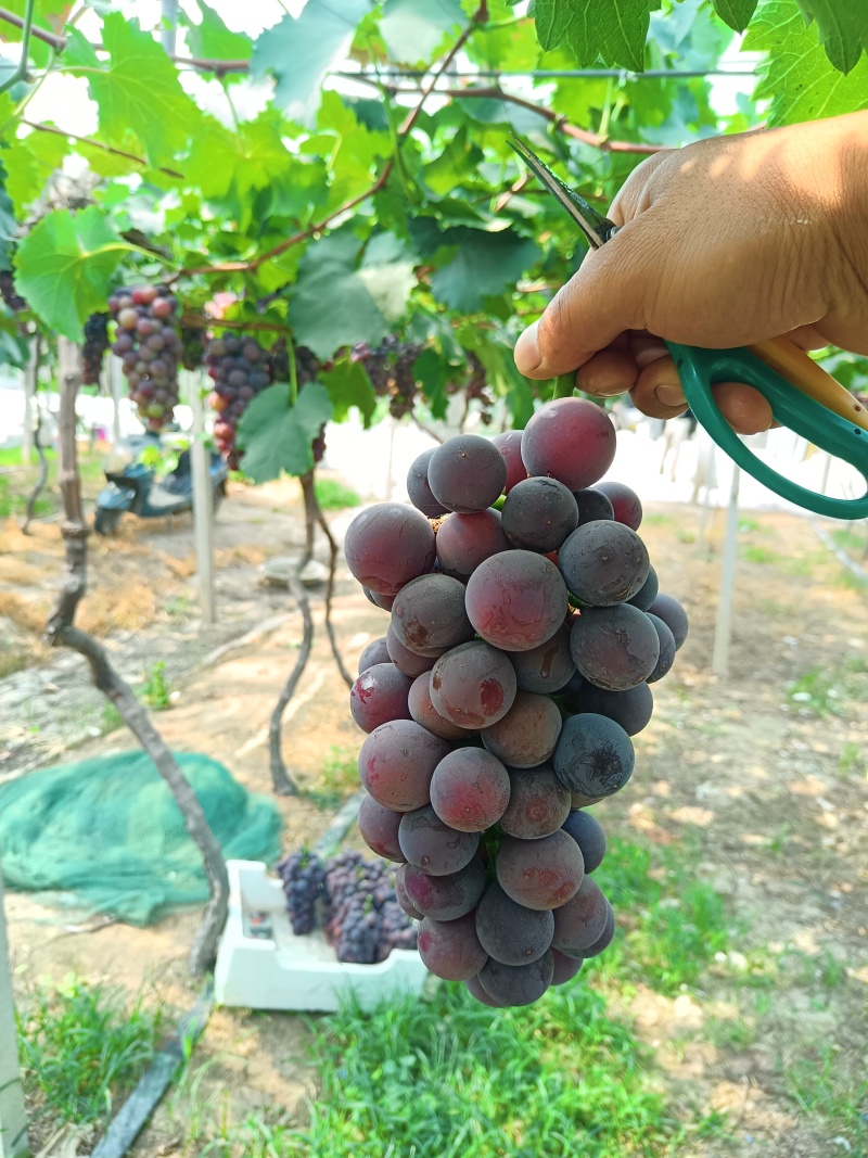 新沂巨峰葡萄