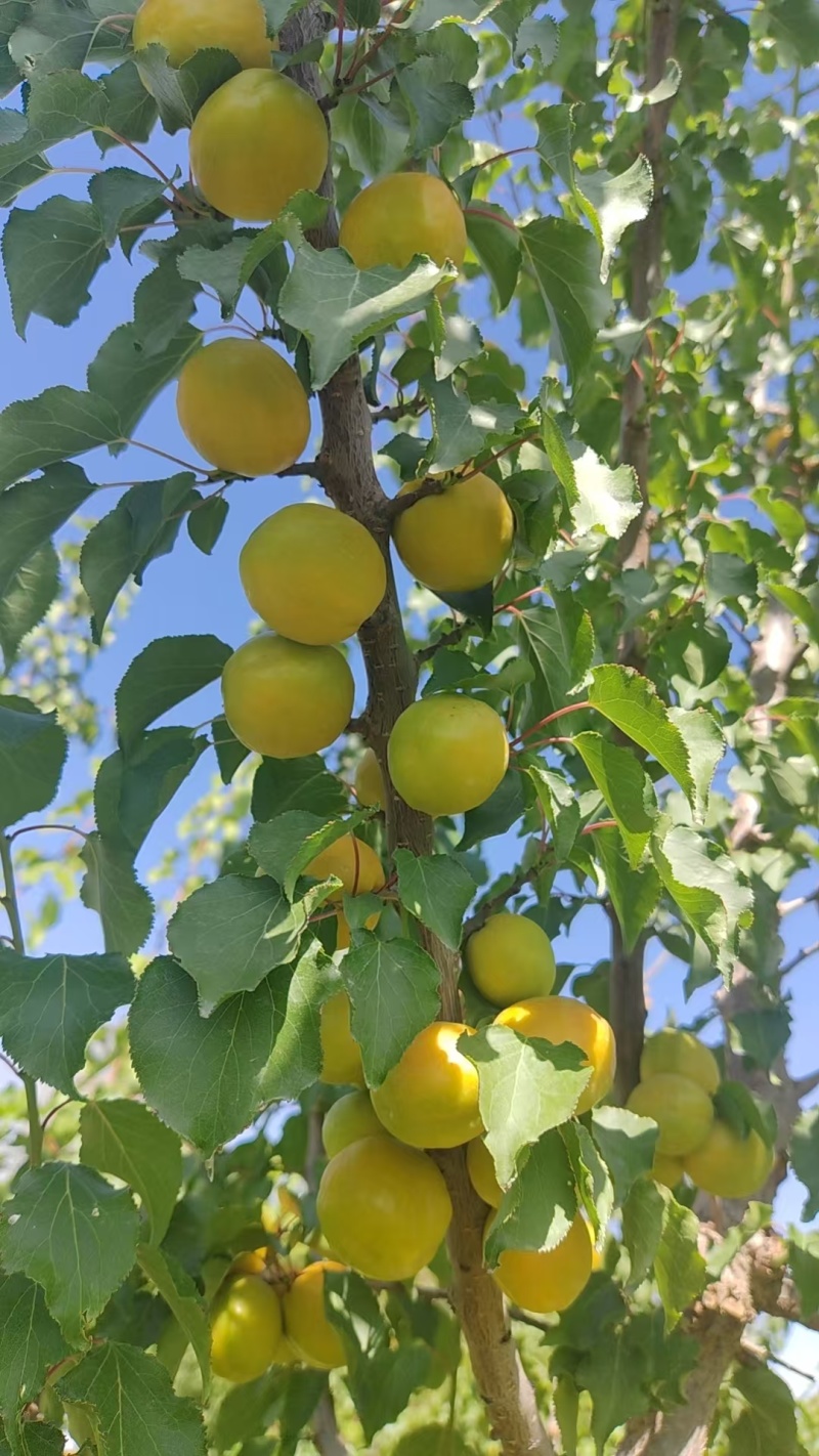 又香又甜的李广杏