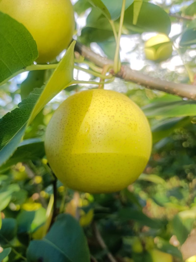 云南高原丁香梨（蜂糖梨），皮薄肉嫩核小化渣，基地直发对接全国