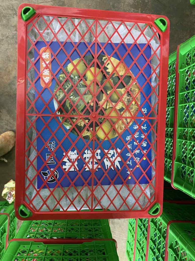 云南高原丁香梨（蜂糖梨），皮薄肉嫩核小化渣，基地直发对接全国