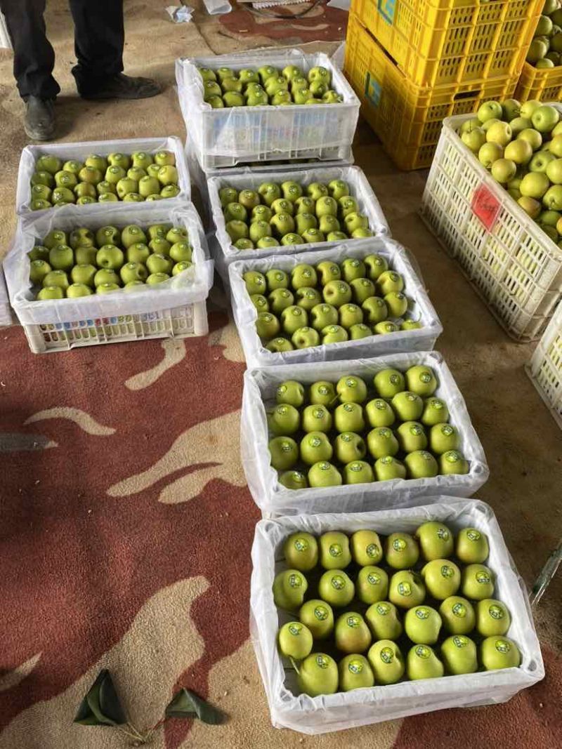 云南高原丁香梨（蜂糖梨），皮薄肉嫩核小化渣，基地直发对接全国