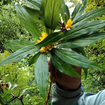追风伞