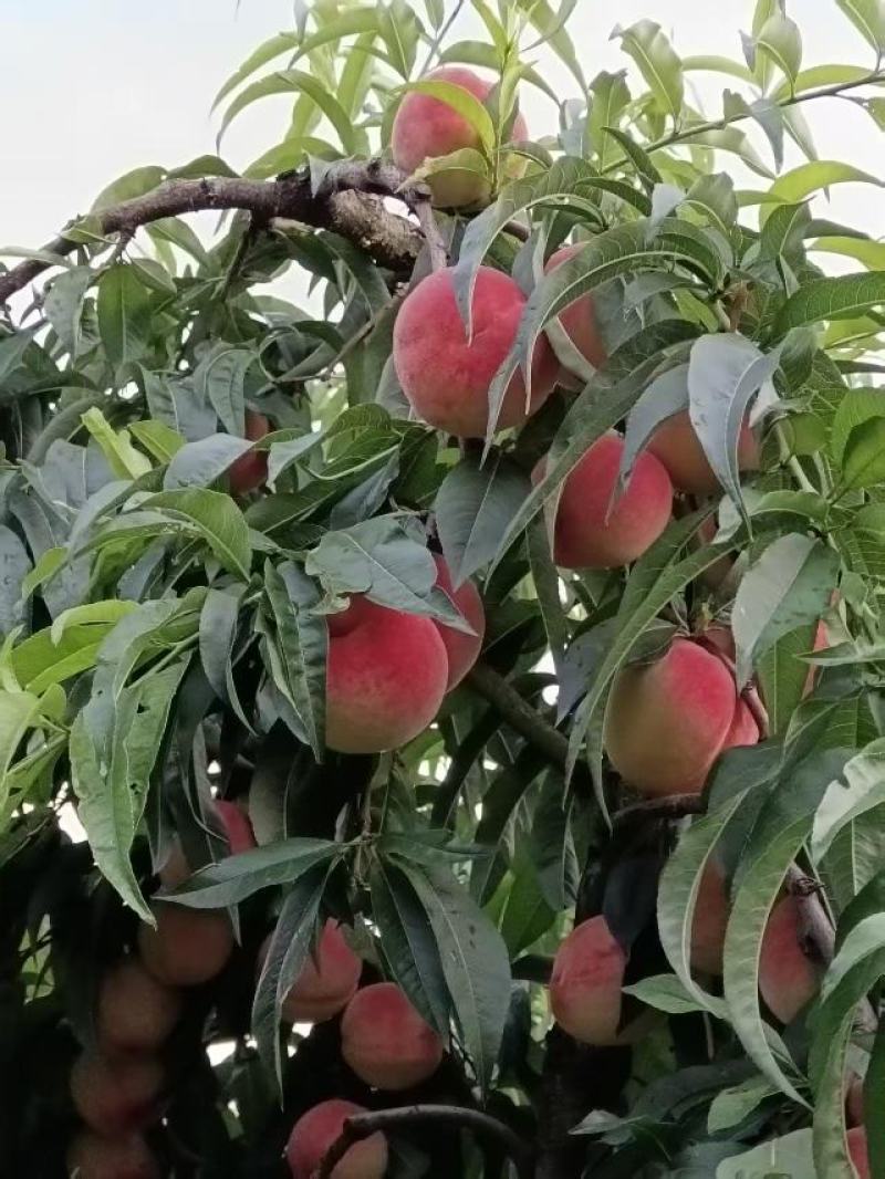 水蜜桃（日本隆艳早甜）也叫水晶脆。