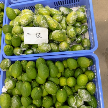 广东无籽香水柠檬